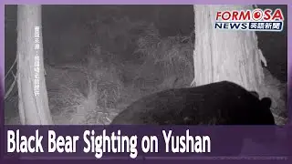Black bear sighting on Yushan road may have been consequence of pandemic