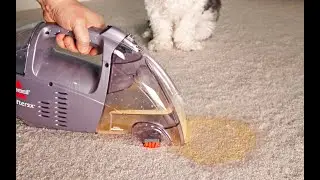 How to Clean Pet Stains