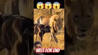 #lion #animals #wildlife #funny #memes #music #song