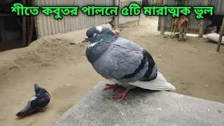 5 fatal mistakes in keeping pigeons in winter