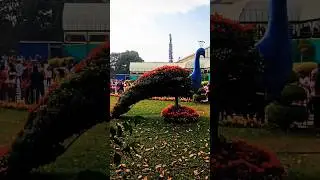 Flower show 2024 in India #viral #shorts #flowers #trending