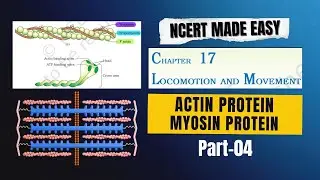 Locomotion and Movement | Part 04 | Actin & Myosin Filament | NCERT Line by Line Explanation | NEET
