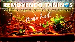 NÃO ACREDITO QUE NÃO SABIA!!! COMO TIRAR O TOM DE CHA (taninos) DA ÁGUA do aquário?