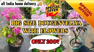 BIG SIZE BOUGENVELIYA OFFER ONLY 200🥳| ALL INDIA HOME DELIVERY🚚| LIMITED OFFER 🔥| PLANTS PLATFORM🌿