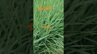 Pb 1401