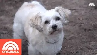 Therapy Dogs Help Out In Schools, Nursing Homes And Hospitals | TODAY Originals