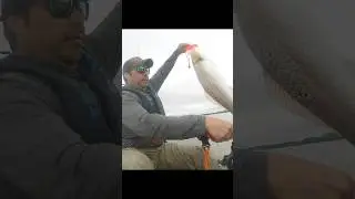 The Quick Release (A tragedy) #fish #fishing #refish #drop