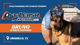 Texas Panhandle Off Leash K9 Training: Bruno, the German Shepherd