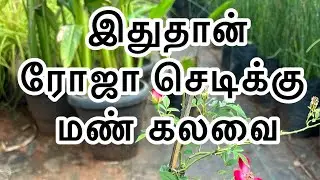 🪴இது தான் ரோஜா செடி மண் கலவை