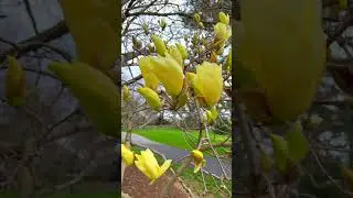 🌼 YELLOW, 🌸 Pink, White MAGNOLIA Buds, and 🐢 TURTLES | NYC Central Park and NYBG #shorts #nyc  @nybg