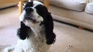 THE BEST SINGING DOG EVER!!! Adele Rolling In The Deep