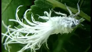Edible Insect: The Flatid Bug