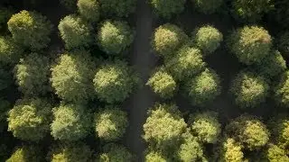 Drone Flying Over Pine Forest | Stock Footage - Videohive