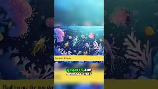 Plankton & Jellyfish  Tiny Ocean Creatures, Huge Impact