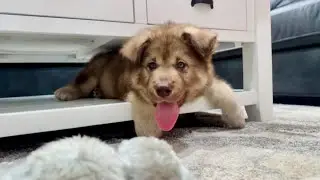 Первая ночь нашего щенка маламута Зевса на ранчо &laquo;ВотерВольф&raquo; 🐾