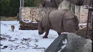 Tiny Deer Battles Giant Rhino!