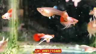 Khuyến Mãi khủng - tặng combo HB Red Rose Cauly