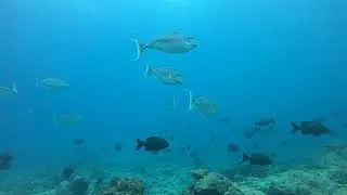 Advanced Open water dive near Agatti island, Lakshadweep, India I Raw footage I DJI I GoPRO
