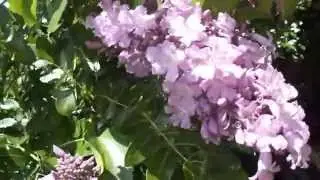 no habitat-  cip&oacute; rosa [cuspidaria convoluta].f. bign. mesma dos ipes.- caetano