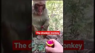 The Drunken Monkey | #justforlaughs #gags