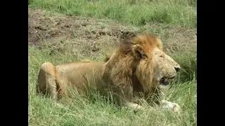 Safari Surprise