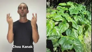 Chou Kanak en LSF