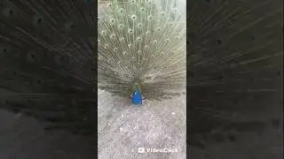 Удивительная тайна природы.