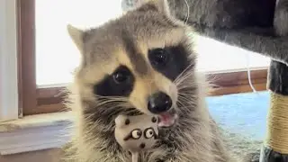 Raccoon try’s raccoon cake pop from Starbucks #starbucks #follow #love #cute #food #fyp #viralvideo