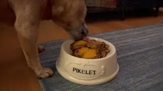 What we feed our dog who has cancer. Lots of natural supplements, home cooking and all the love!