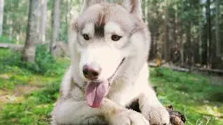 cuite DoG।cuite Animal । bawarpara।utter Pradesh । please subscribe channel । honest animal