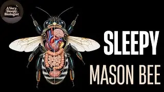 Sleepy Mason Bee living a Solitary Life | A Very Sleepy Biologist