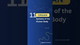 Body Organ System and Their Function #organsystem #organfunction #humanorgan