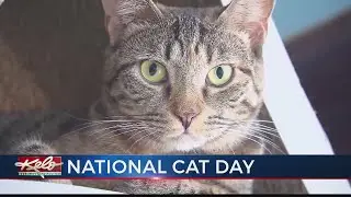National Cat Day