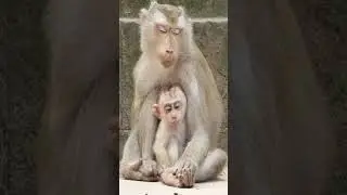 Poor baby monkey Leo crying loudly he's really need milk getting #monkey