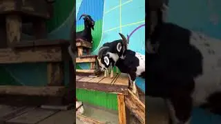 Wild Goat Moments Nature&rsquo;s Comedy 😂