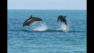 Amazing Dolphins surfing & Relaxing Music for Stress Relief