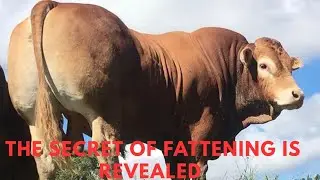 The Secret Behind Rapid Weight Gain in Fattening Bulls Revealed