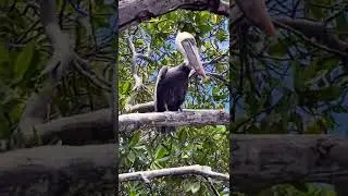 Who's there relaxing in the Mangrove? 🦤 Aruba's wildlife | Caribbean | Pelican | Seabird