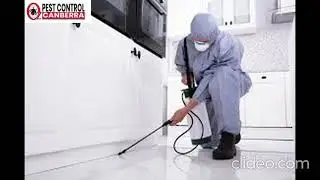 Pest Control Throsby | Pest Control in Throsby | Throsby Pest Control