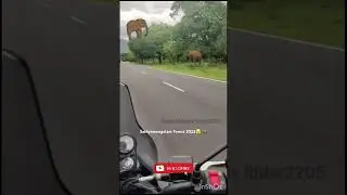 Elephant Spotted 🐘😱Sathyamangalam Forest Thrill Moment #elephant #wildlife #shorts #forest 🫣🐘🐘