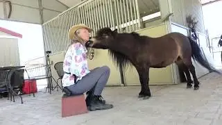 Clicker Training Horses - Peggy Hogan