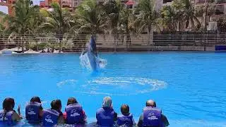 watching Dolphin presentation