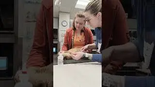 Skill #11 Feline Jugular Veinipuncture Externship 1