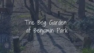 The Bog Garden at Benjamin Park - Greensboro, NC