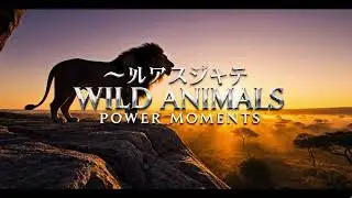Introductry Wild Moment | Wild Animals Power Moments|  Nature&rsquo;s Untamed Strength | Wildlife Moments
