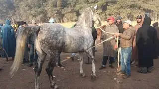 مصطفى قنيطري جاب عود زرݣ بوريقاتو الله يبارك خدوه من عندو ناس يبغو مليح