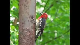 Red-breasted Sapsucker, scientific name, Sphyrapicus ruber