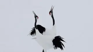 タンチョウの求愛ダンス：厳冬の北の大地で繰り広げられる神々の舞 | nippon.com