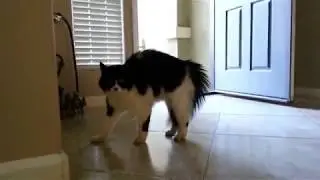 Crazy Cat Compilation 2018 (Top 10!)