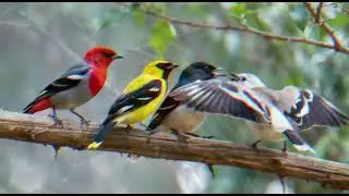 Slow, soothing melodies for stress-free evenings,Birds singing ,Relaxing sounds #relax #birdsong